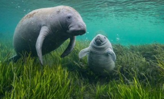 bbc wildlife photos