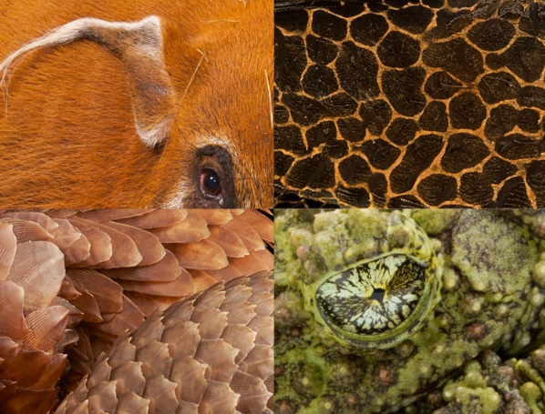 Emphasizing Shapes and Patterns