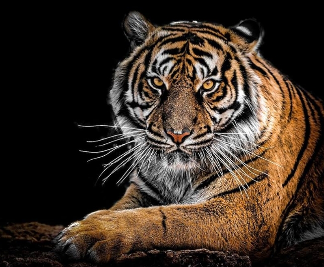 abstract animal photography1