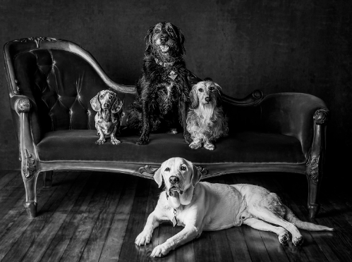Celebrating Dog Personalities Through Photography