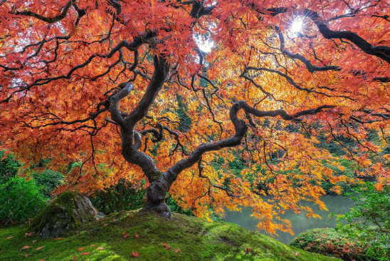 Exploring Various Styles of Fine Art Photography