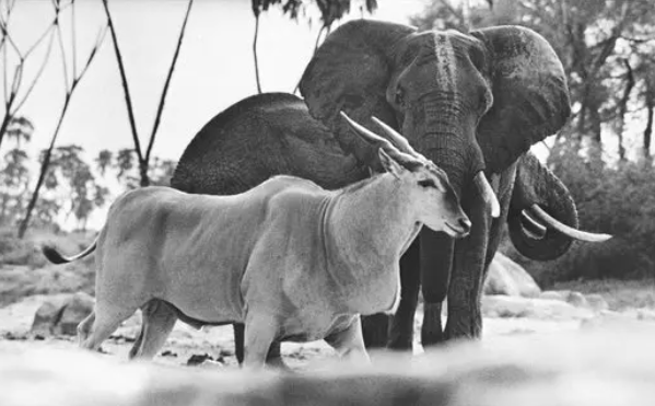 The Artistic Style of Peter Beard