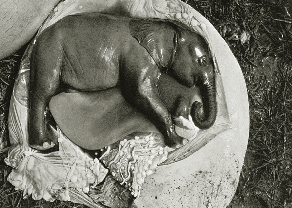 The Legacy of Peter Beard