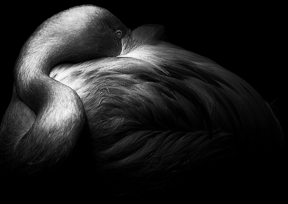 black and white fine art photography