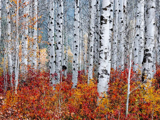 fine art photography for sale