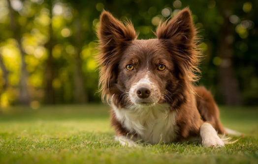 Tips for Creating Stunning Dog Portraits
