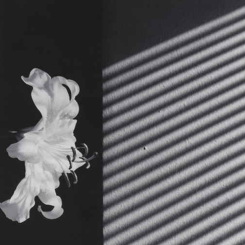 Understanding the Value of Mapplethorpe's Photography