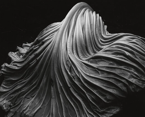 edward weston photography