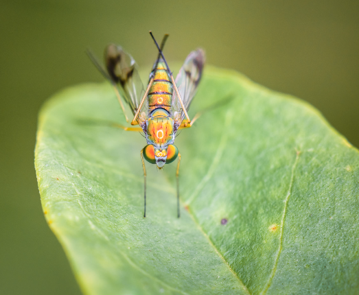 Best lighting techniques for insect macro photography