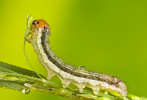 How to photograph insects in cold environments with dew