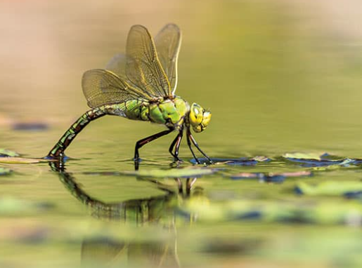 Insect macro photography in early morning conditions