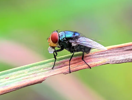 Macro photography of flies with detailed eye textures