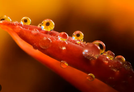 Macro photography of insects on flowers with dew