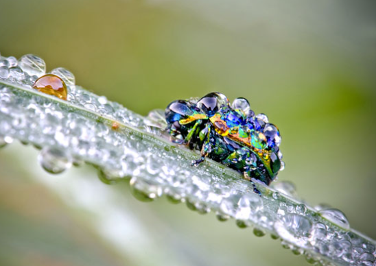 Macro photography of insects on flowers with dew