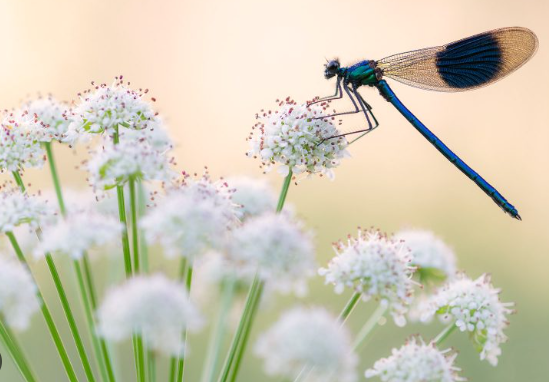 Post-Processing Techniques for Cold Environment Photography