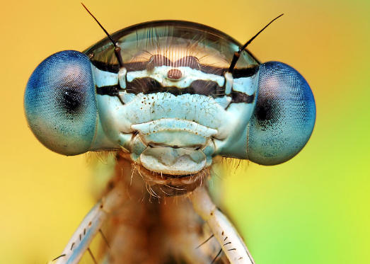 Techniques to Capture Stunning Fly Eye Textures