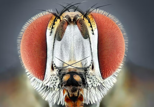 Understanding Fly Eye Structure