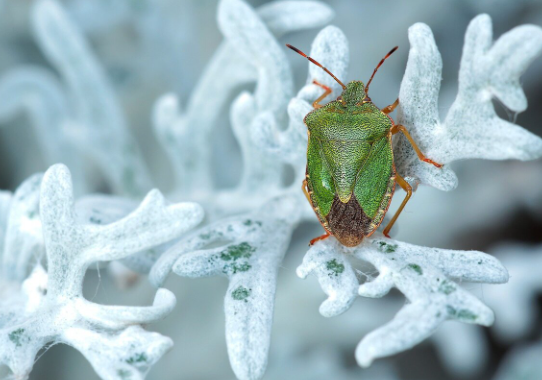 Understanding Insect Behavior in Cold Weather