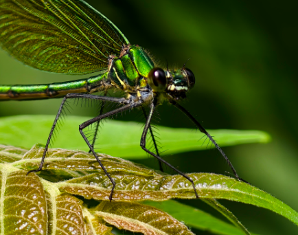 Understanding Morning Light