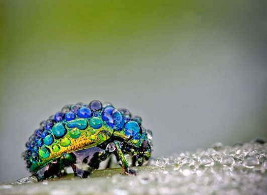 The delicate balance of temperature and moisture creates an enchanting atmosphere that enhances the natural beauty of these tiny creatures.