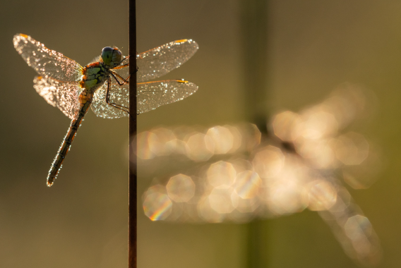 1. Capturing Insects in Woodland Habitats