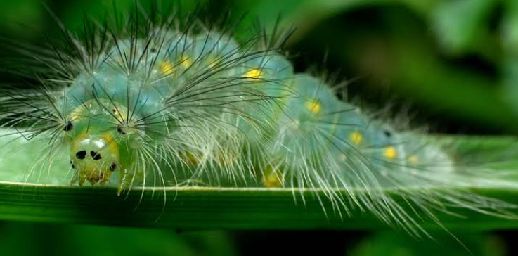 1. Essential Equipment for Macro Photography
