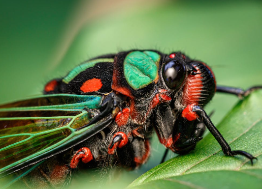 1. Essential Gear for Macro Photography
