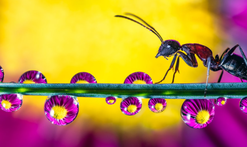 1. The Art of Macro Photography