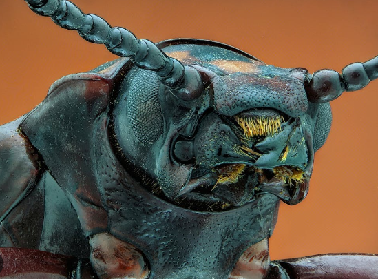 1. The Diverse Textures of Antennae