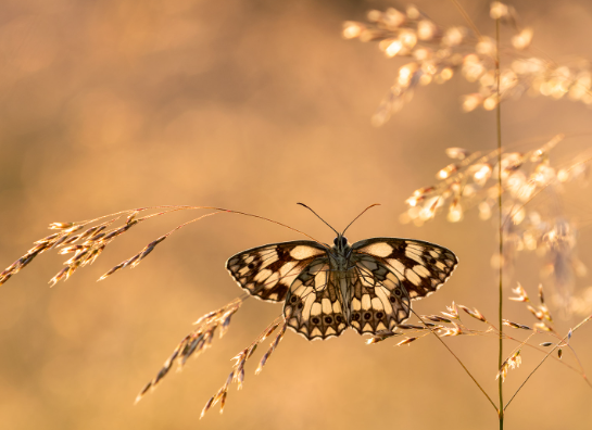 1. The Importance of Color Contrast in Macro Photography
