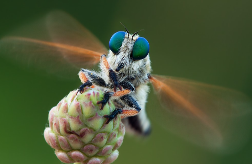 1. The Right Equipment for Macro Photography