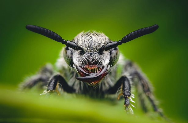 Capturing insects with texture emphasis in macro photography