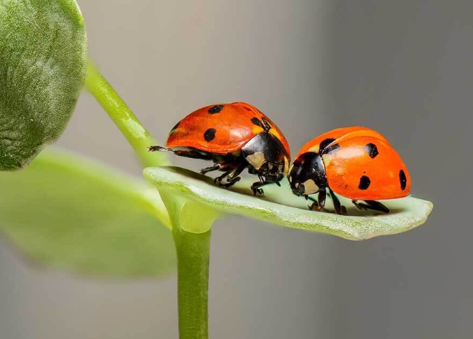 1. Understanding Insect Behavior in Their Environment