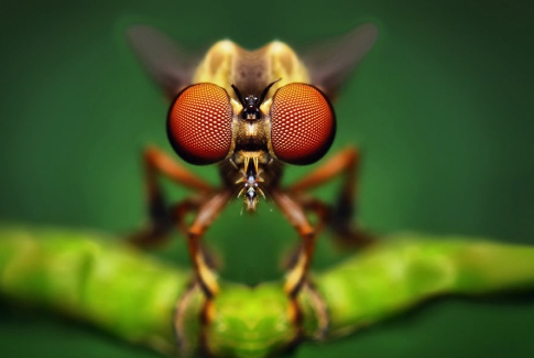 1. Understanding Insect Textures