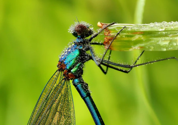 1. Understanding Macro Depth of Field