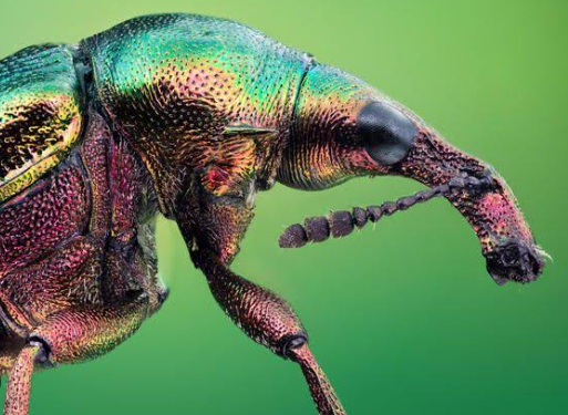 1. Understanding Macro Photography Basics