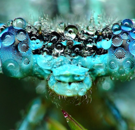 1. Understanding Macro Photography Basics