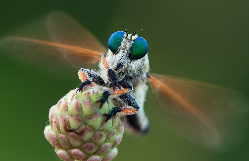1. Understanding Macro Photography Techniques