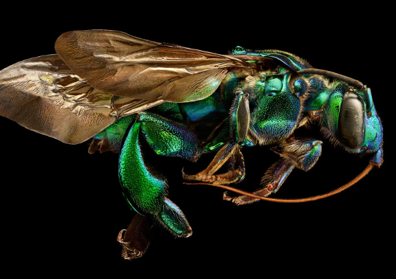 1. Understanding Macro Photography
