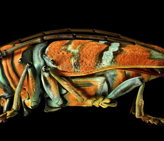 1. Understanding the Basics of Macro Photography