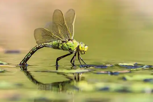 2. Camera Settings for Backlit Insect Photography