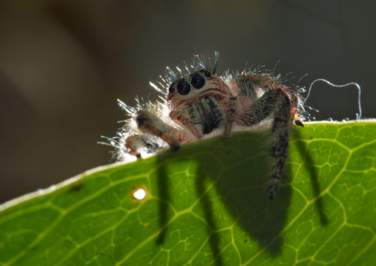 2. Camera Settings for Macro Photography
