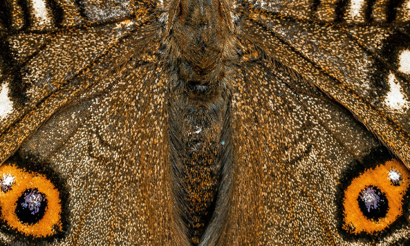 2. Composition Techniques for Captivating Insect Photography