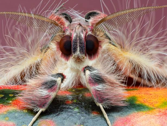 2. Equipment Essentials for Macro Photography
