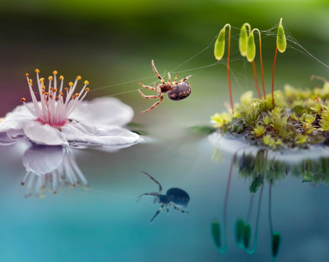 2. Essential Gear for Macro Photography