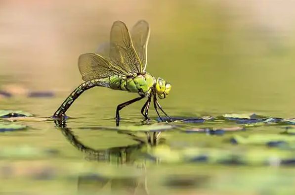 2. Exploring Meadow Insects
