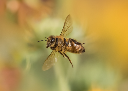 2. Techniques for Capturing Insect Movements
