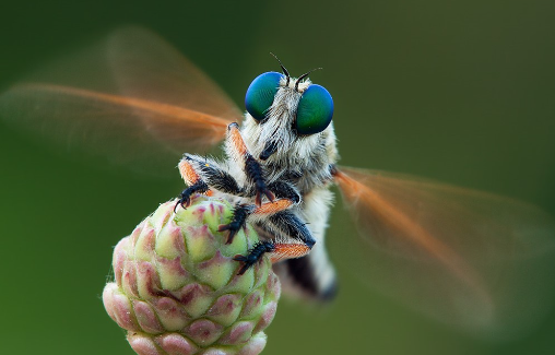 2. Techniques for Capturing Insects in Detail