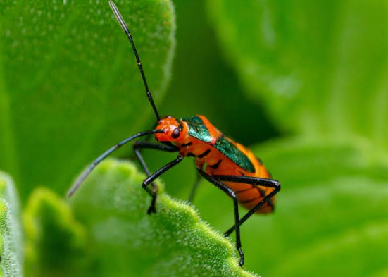 2. Techniques for Capturing Stunning Macro Images