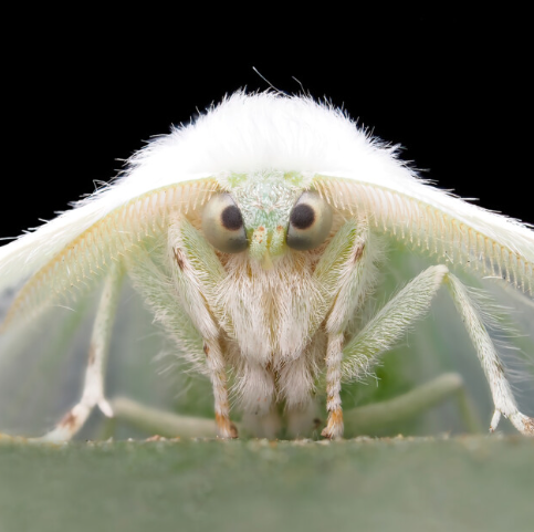 2. The Beauty of Insect Textures